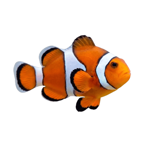 Tropical Fish